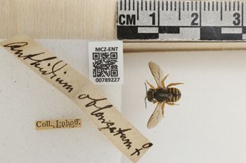 Media type: image;   Entomology 789227 Aspect: Labels